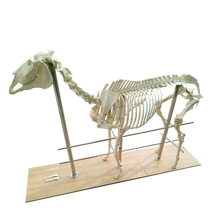 Horse-Skeleton-2