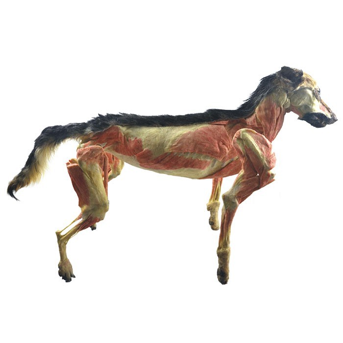 Plastinated-dog-for-plastination-museum-2