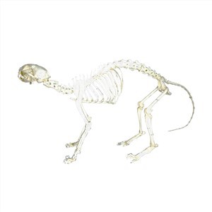 Cat Skeleton