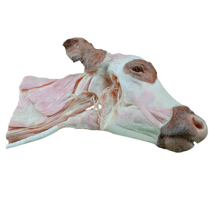 Cost Of Plastination Cow Head And Neck