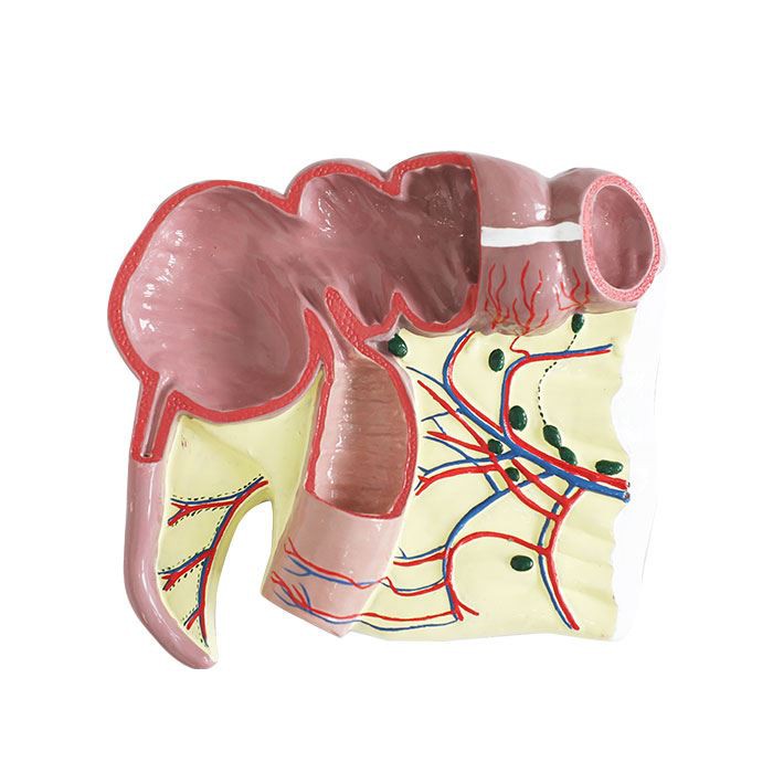 Ileocecal Junction Soft Silicone Anatomy Model