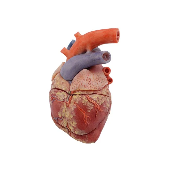 Anatomical Heart Model