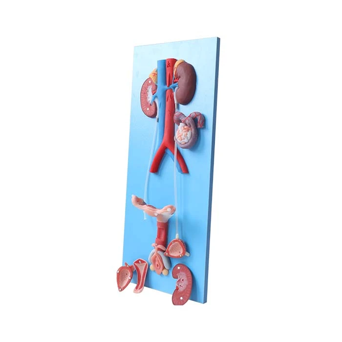 Female Reproductive Organ Model