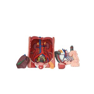 Coeliac Trunk Soft Silicone Anatomy Model
