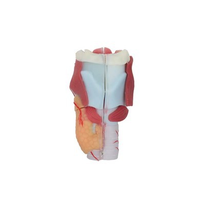 Larynx Model
