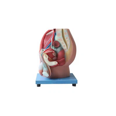 Male Reproductive System Model