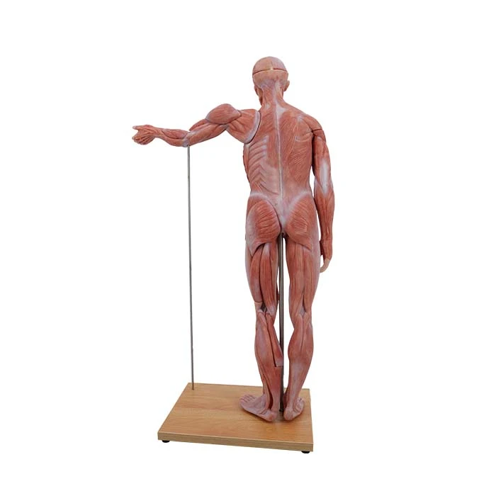 Human Torso Model