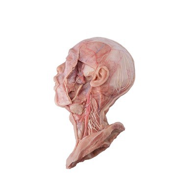 Head Model