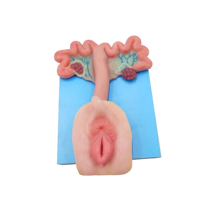 Anatomical Animal Models