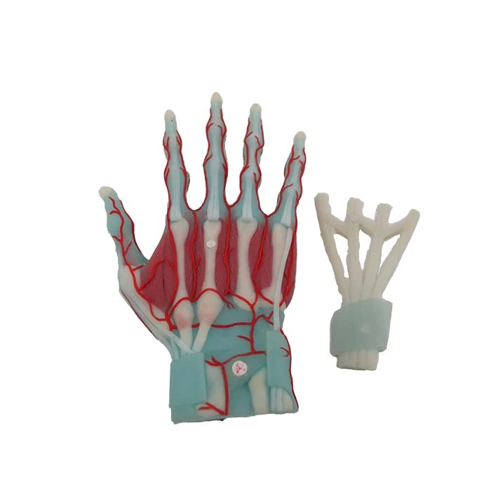 Anatomical Muscle Model