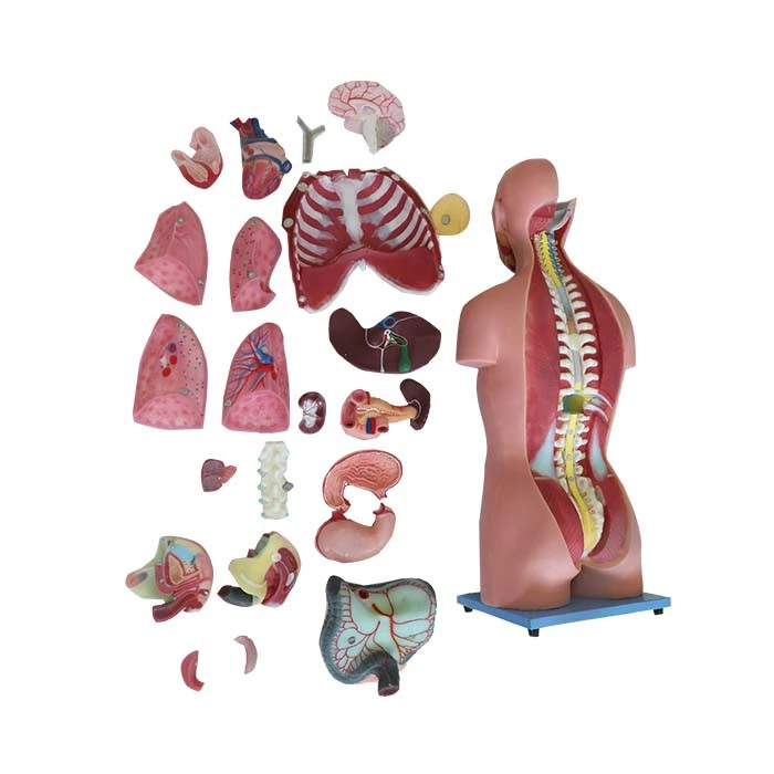 anatomical torso model price