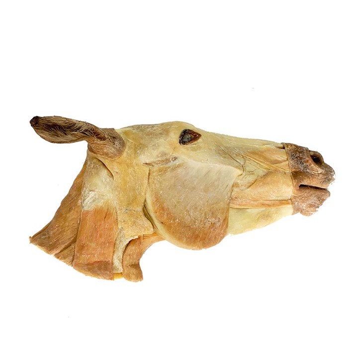 Head And Neck Of Horse Specimen