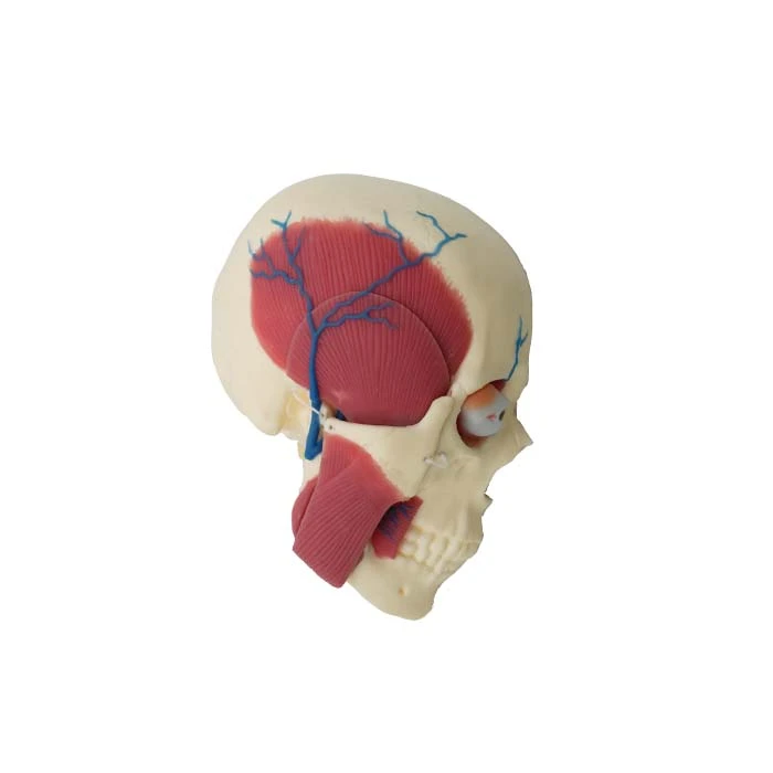 Head Muscle Model