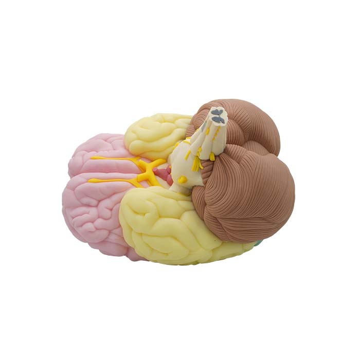anatomical brain model