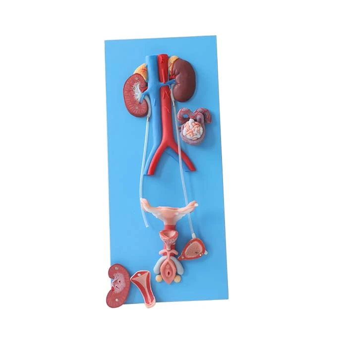 Human Reproductive System Model