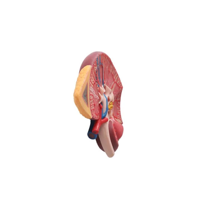 soft silicone kidney structure model