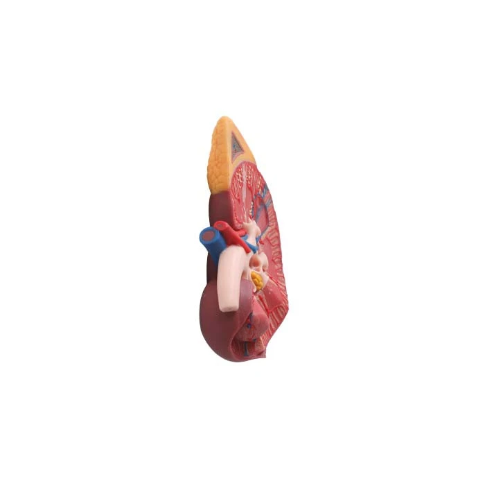 soft silicone anatomy kidney model