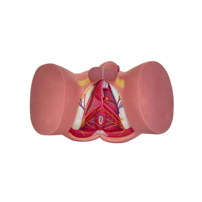 silicone male pelvic floor model