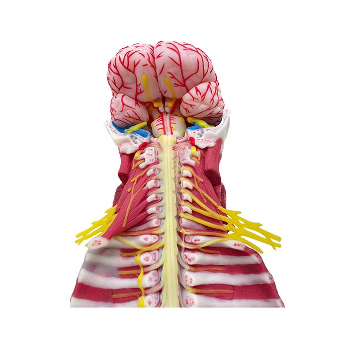 human neuroanatomy model human neuroanatomy model