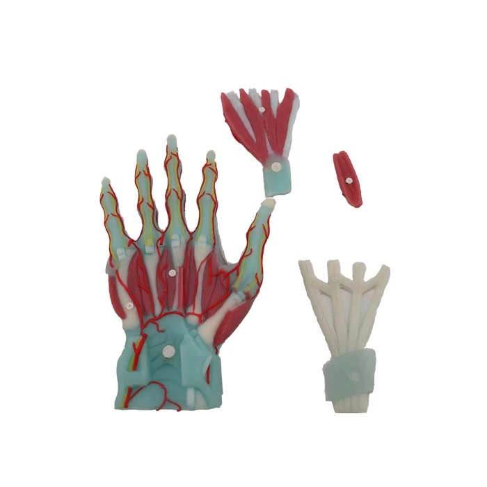 anatomical hand model for sale anatomical hand model for sale