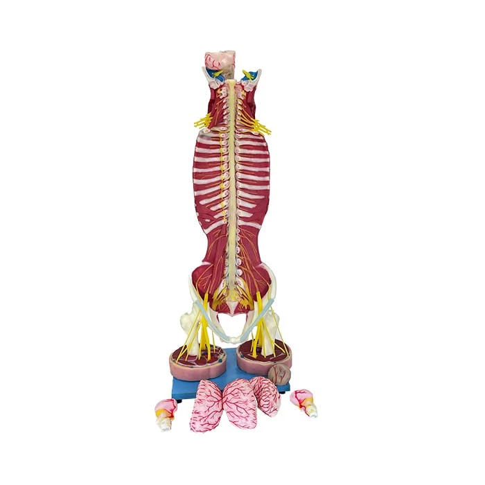 soft model of vertebral column soft model of vertebral column