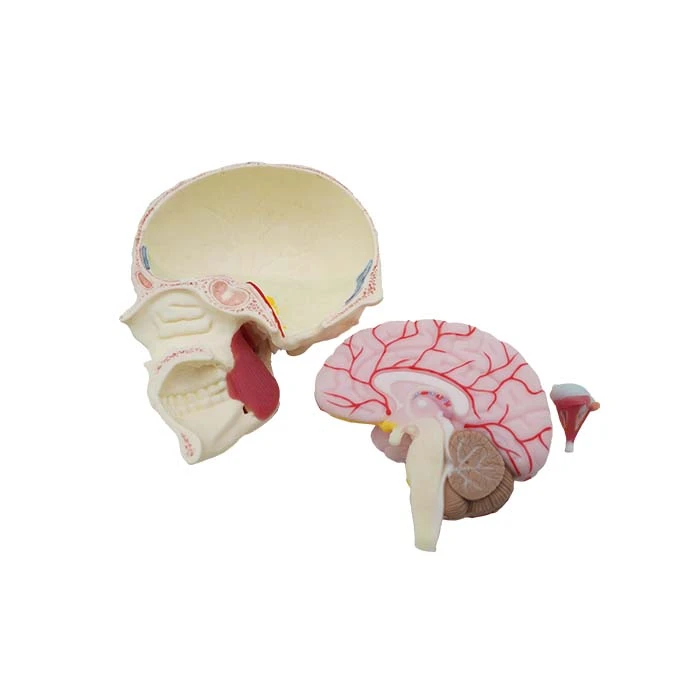 silicone anatomy models for medical students silicone anatomy models for medical students