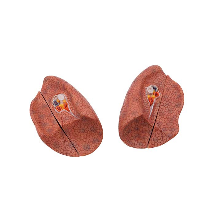 soft silicone lungs human anatomy model organs soft silicone lungs human anatomy model organs