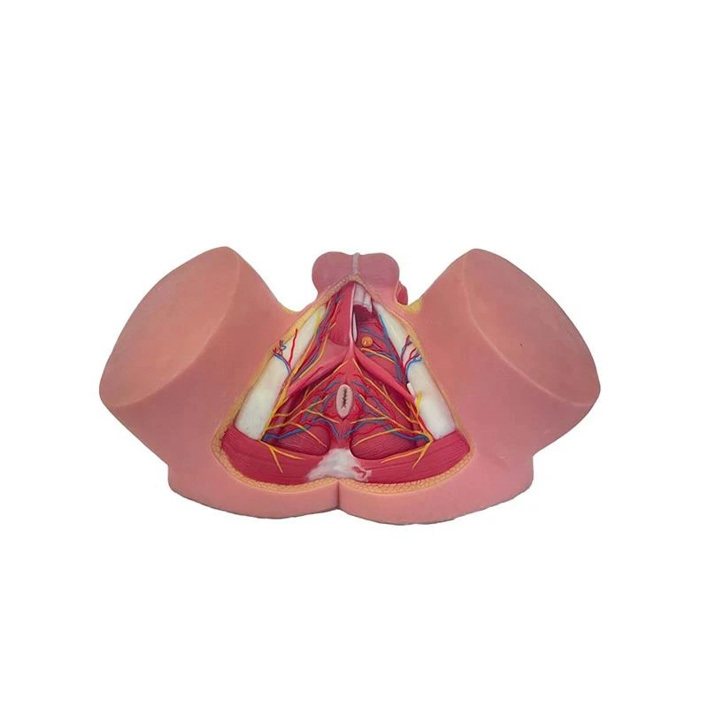 Male Perineum model Male Perineum model