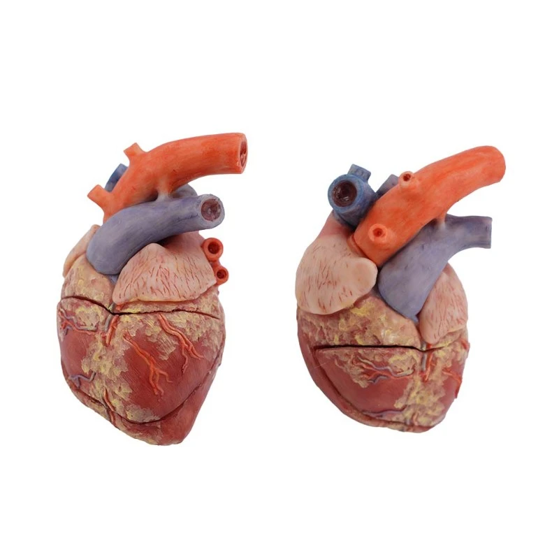 soft simulation pig heart model soft simulation pig heart model