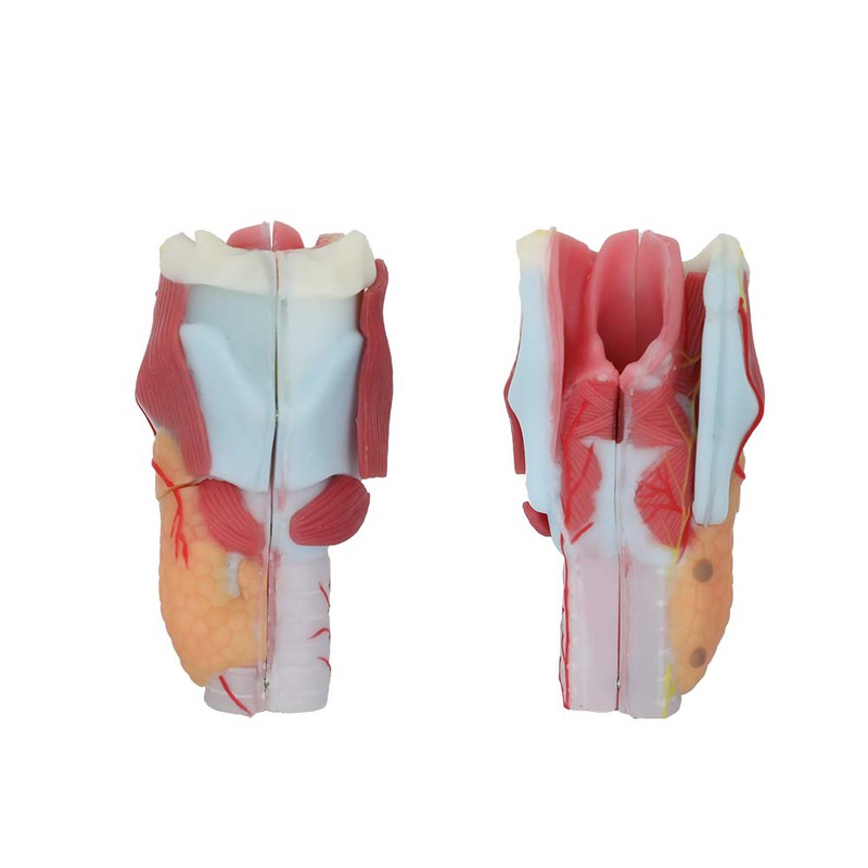 throat anatomy model throat anatomy model