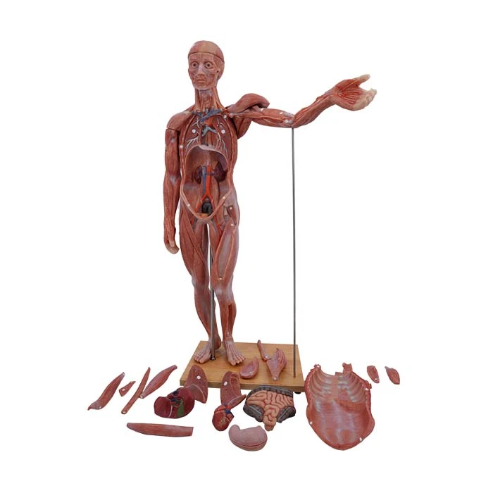 Science Human Body Model