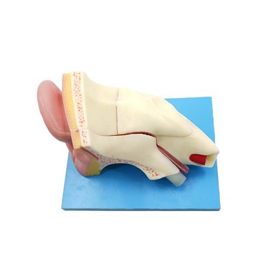 Anatomical Ear Model