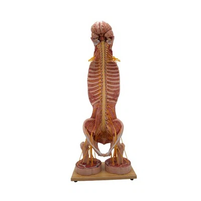 Anatomical Model Of Human Body