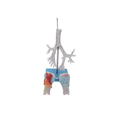 productcate-1-1 Anatomy And Physiology Models
