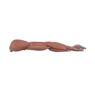 Anatomy Of Human Upper Limb Model