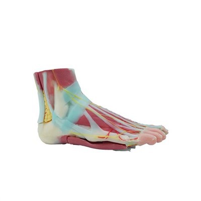 Best Foot Model