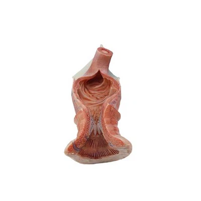 Digestive Model