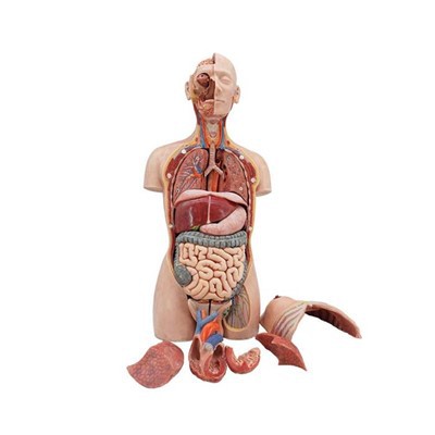 Digestive System Torso Model