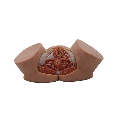 Female Perineum Model