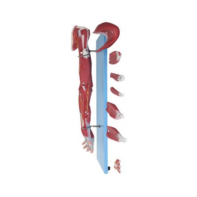 Forearm Muscle Model