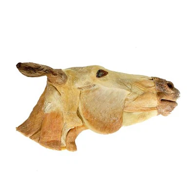 Head And Neck Of Horse Specimen
