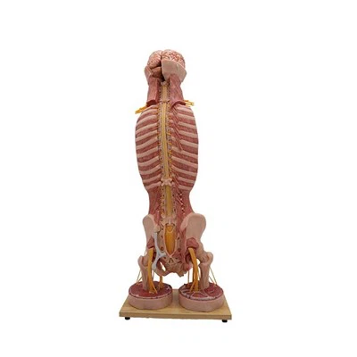 Simulation Anatomy Model