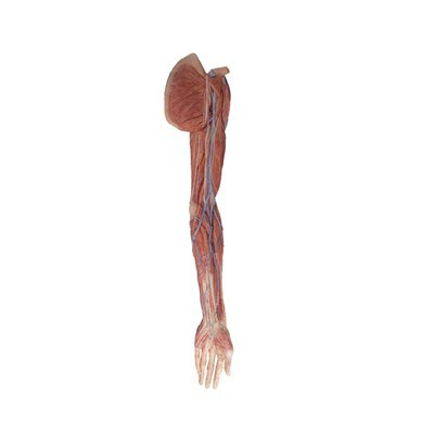 Human Anatomy Of Upper Limb Model