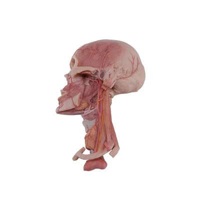 Human Artery Anatomy Model
