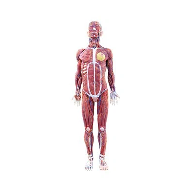 Human Body Model Making