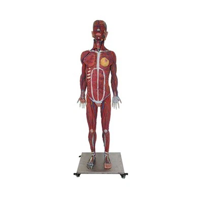Human Body Muscle Model