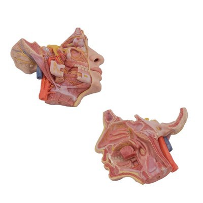 Human Facial Nerve Anatomy Model