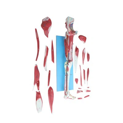 Human Lower Limb Anatomy Model