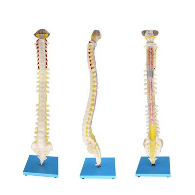 Human Spinal Column Anatomy Model