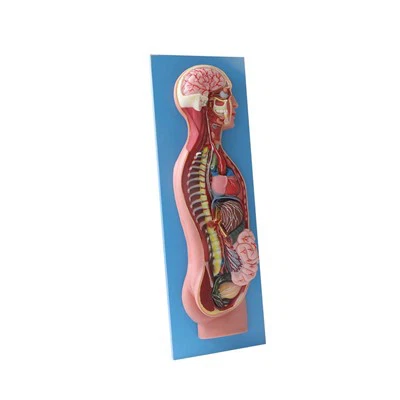 Human Sympathetic Nerves Model